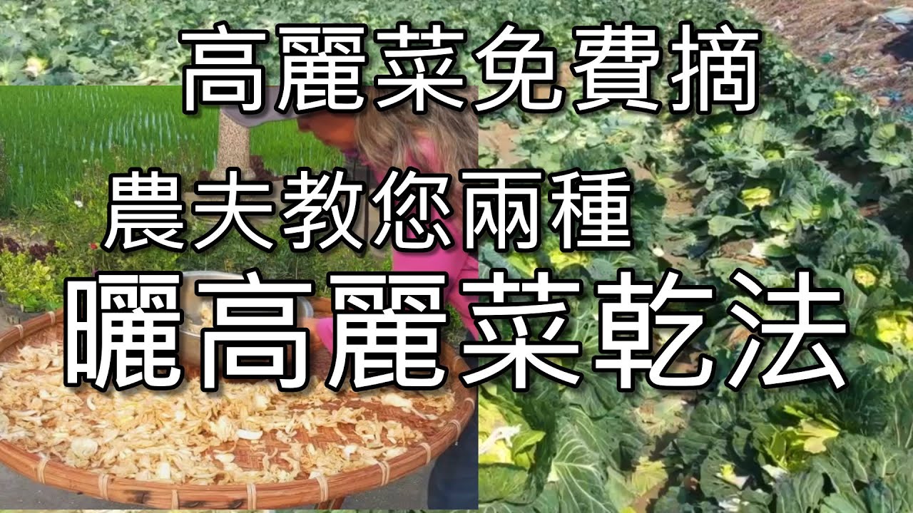 高麗菜免費摘，兩種農村曬高麗菜乾法--加鹽搓揉、川燙殺青曬乾法，西螺蔬菜專業區採收、田園風光