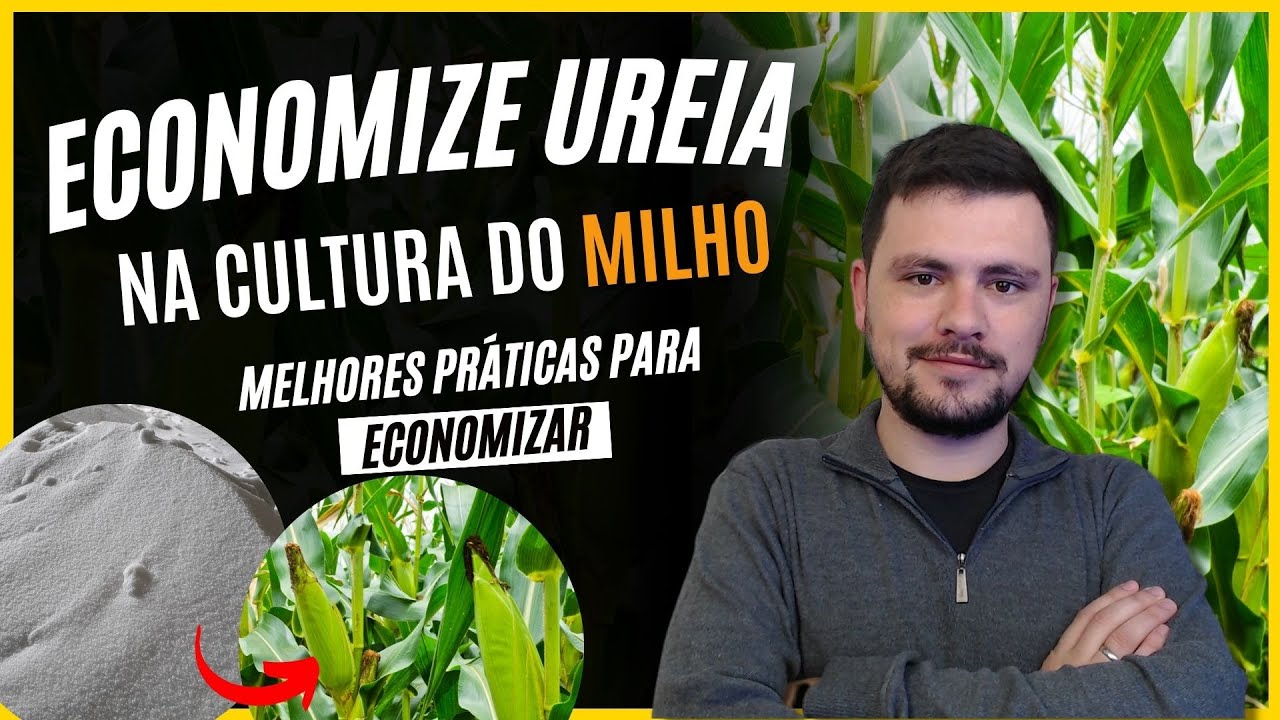 Como ECONOMIZAR ureia no MILHO - Aumente e Produtividade de Milho