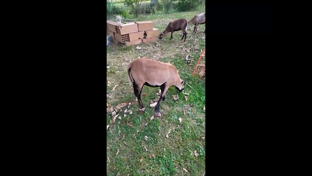 BREBIS (mouton) du CAMEROUN  entretien et nourrissage (juin 2022)