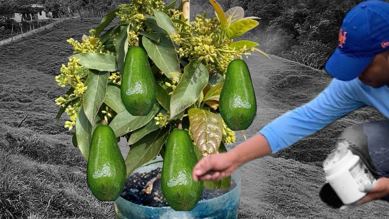 MIL VECES M&Aacute;S PODEROSO ESTE FERTILIZANTE PARA EL AGUACATE 🥑 
