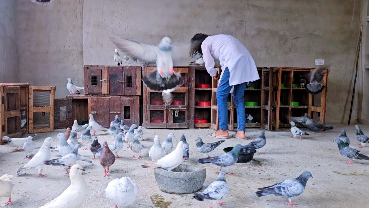 लग गये कबूतर के जोड़े ! Lag Gaye Kabootar Ke Jode ! By Rizwan Ali Sabri ! Jaipur Tonk Pigeons