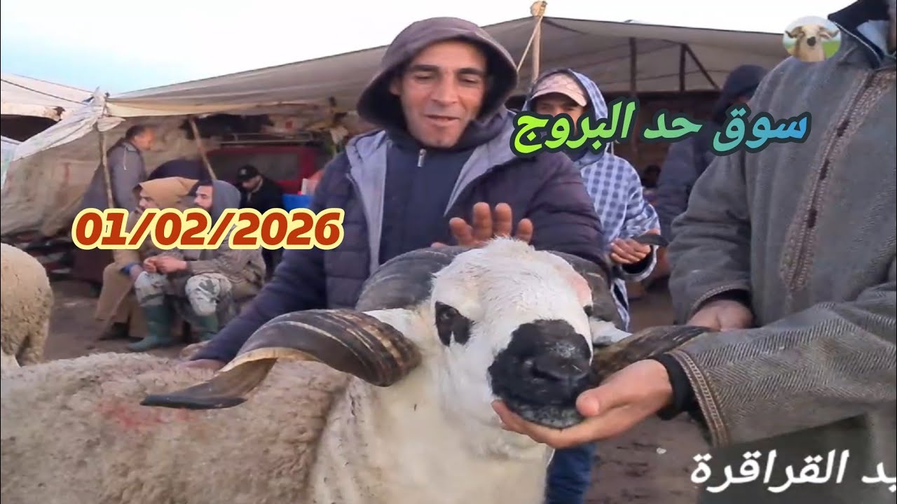 مباشرة من سوق حد البروج 01/02/2026 اقليم سطات مع ثمن 🐑🐏🇲🇦