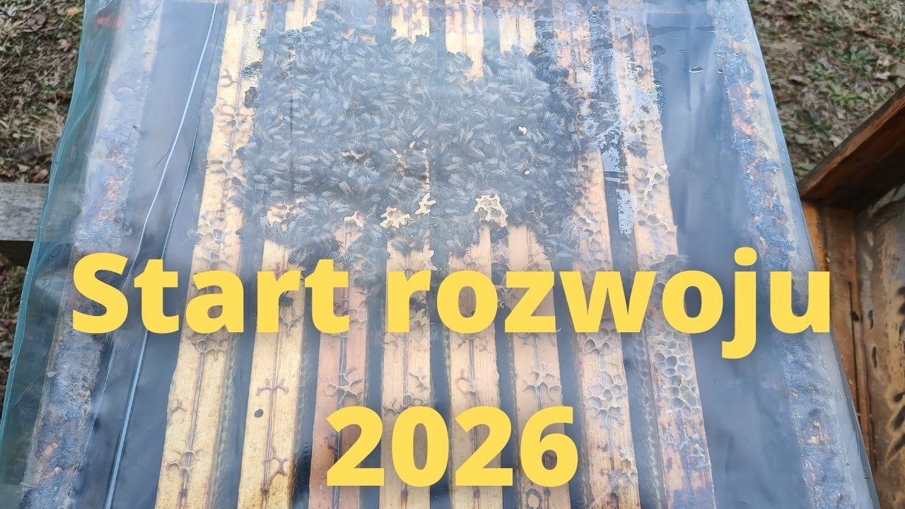 #137 Start rozwoju rodzin pszczelich 21.02.2026