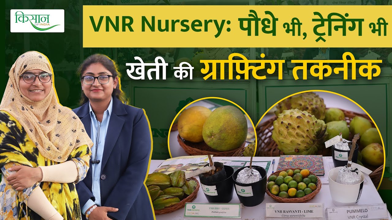 सब्जी की खेती में Grafting Technique क्यों फ़ायदेमंद? कहां से ट्रेनिंग Vegetable farming VNR Nursery