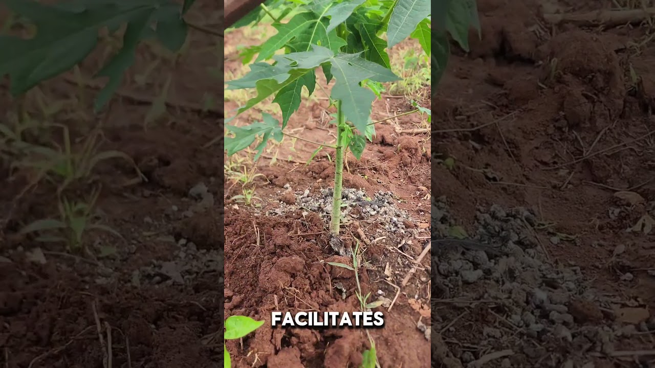 Boost Your Papaya Tree Growth: Essential Benefits of Soil Loosening Explained