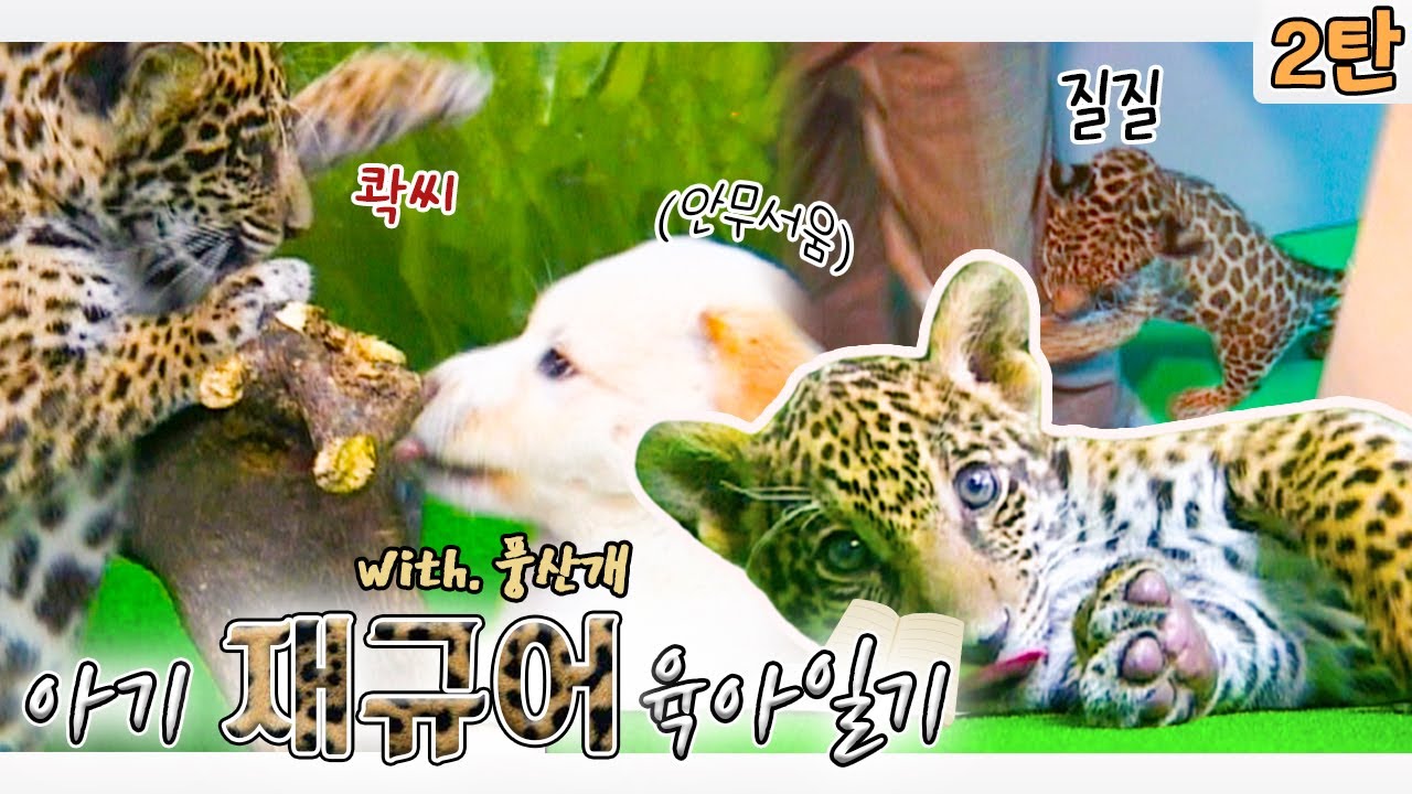 👶🏻아기 재규어 육아일기 2탄🐆 [KBS대/세/남 With Animals] / KBS 방송