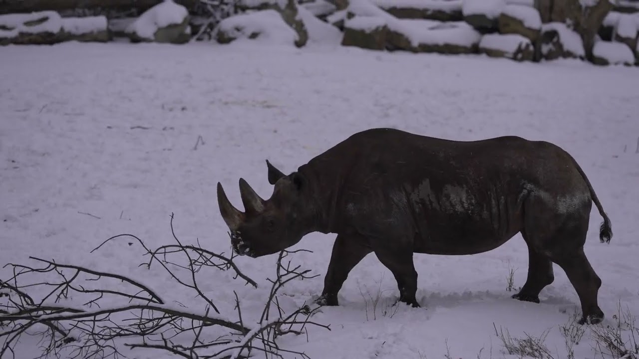 Rhinos in the snow,Rhinoceros video zoo,Nashorn im Schnee,Zoo Videos Leipzig