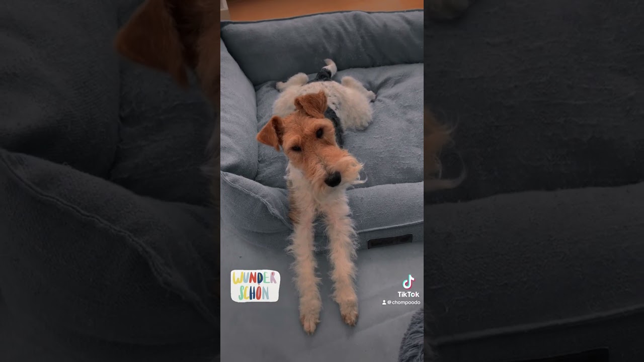 #kaiababychompoodo #chompoodo #wirefoxterrier #foxterrier #cute