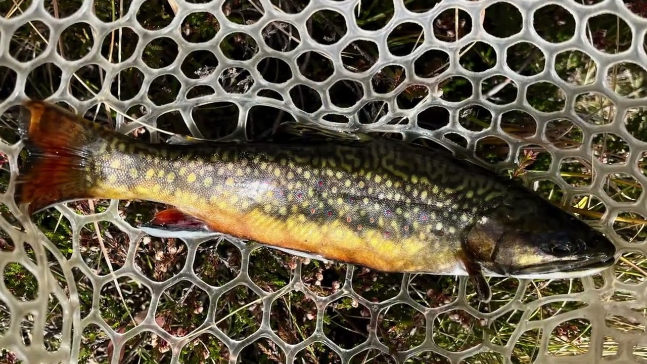 Fly Fishing - Pyrenees Spain Oct 2024