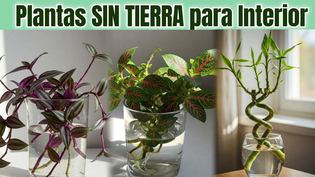 25 Plantas de Interior que Crecen Solo en Agua