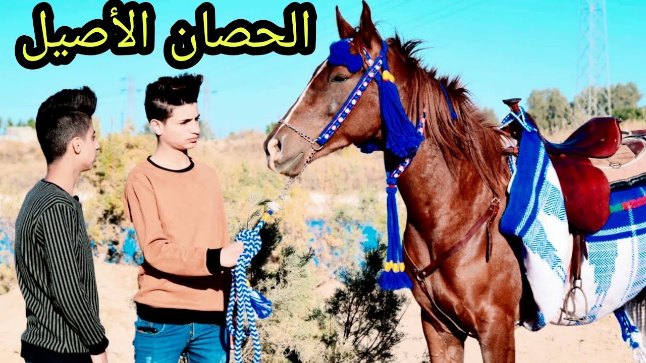 فلم قصير. صاحب الحصان