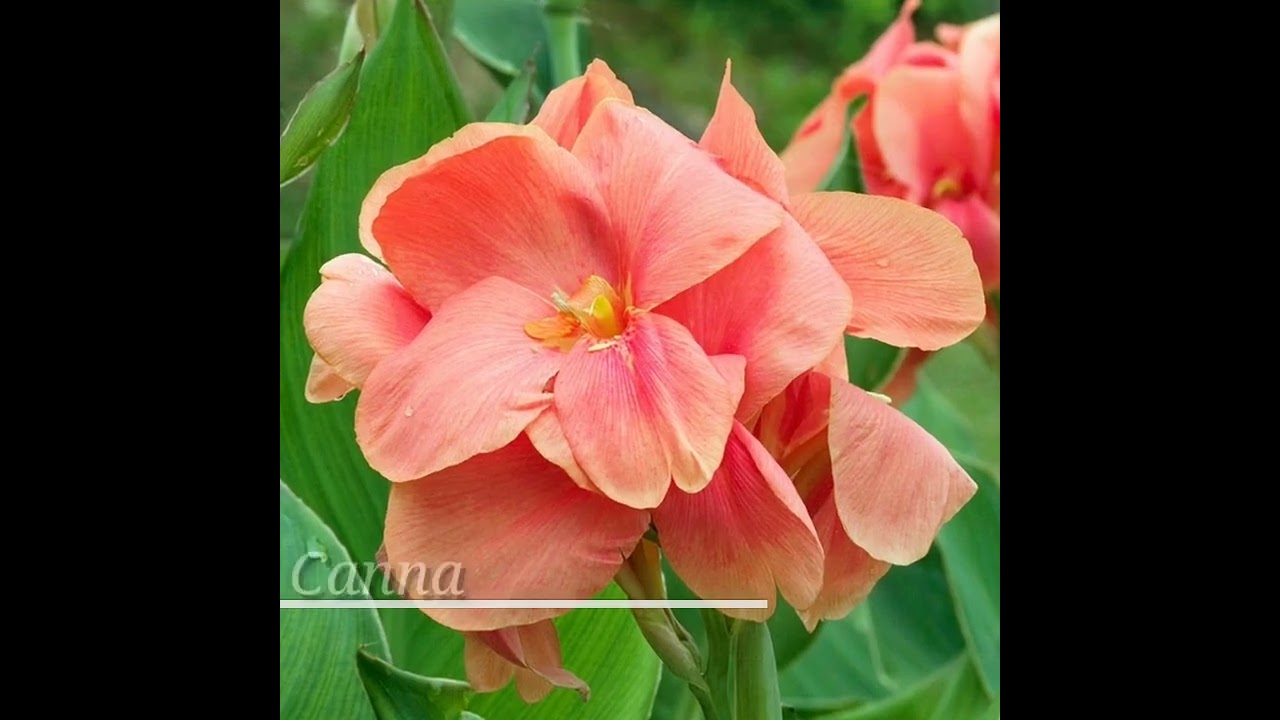 32 Types Canna Lily Plants |Canna Indica|African Arrowroot Plant| Plant Identification