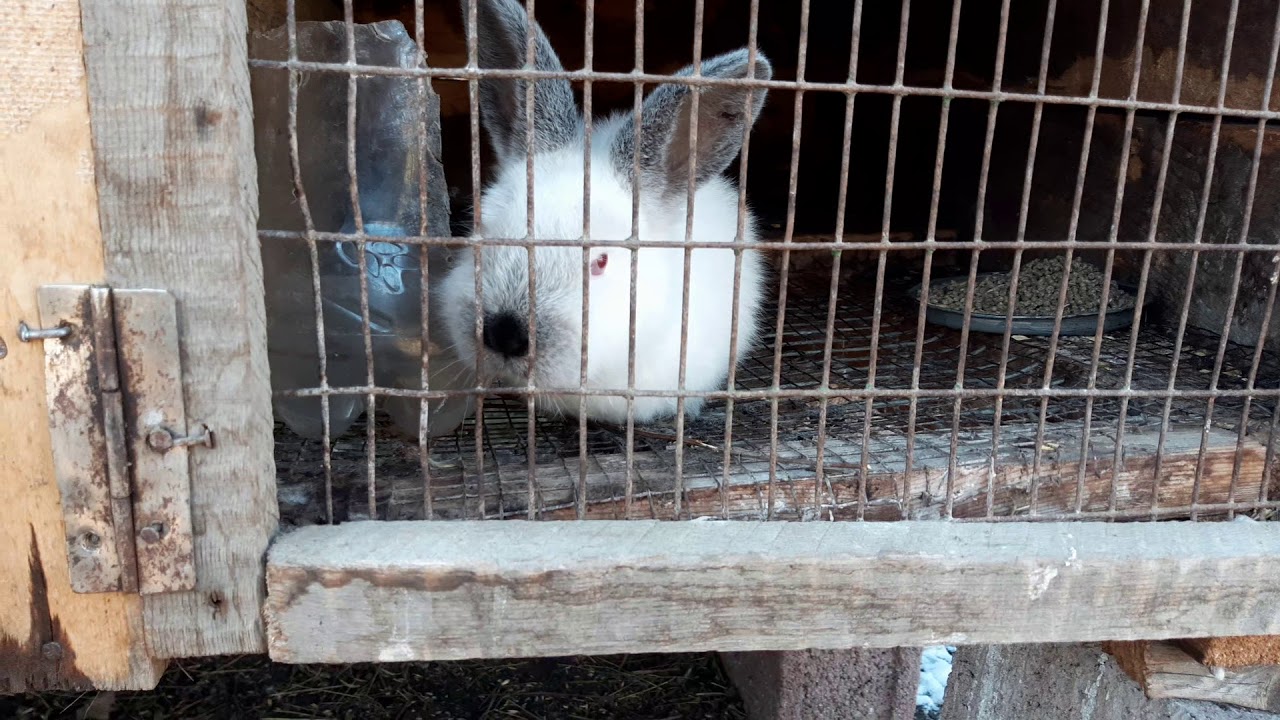 ბოცვრის კვება