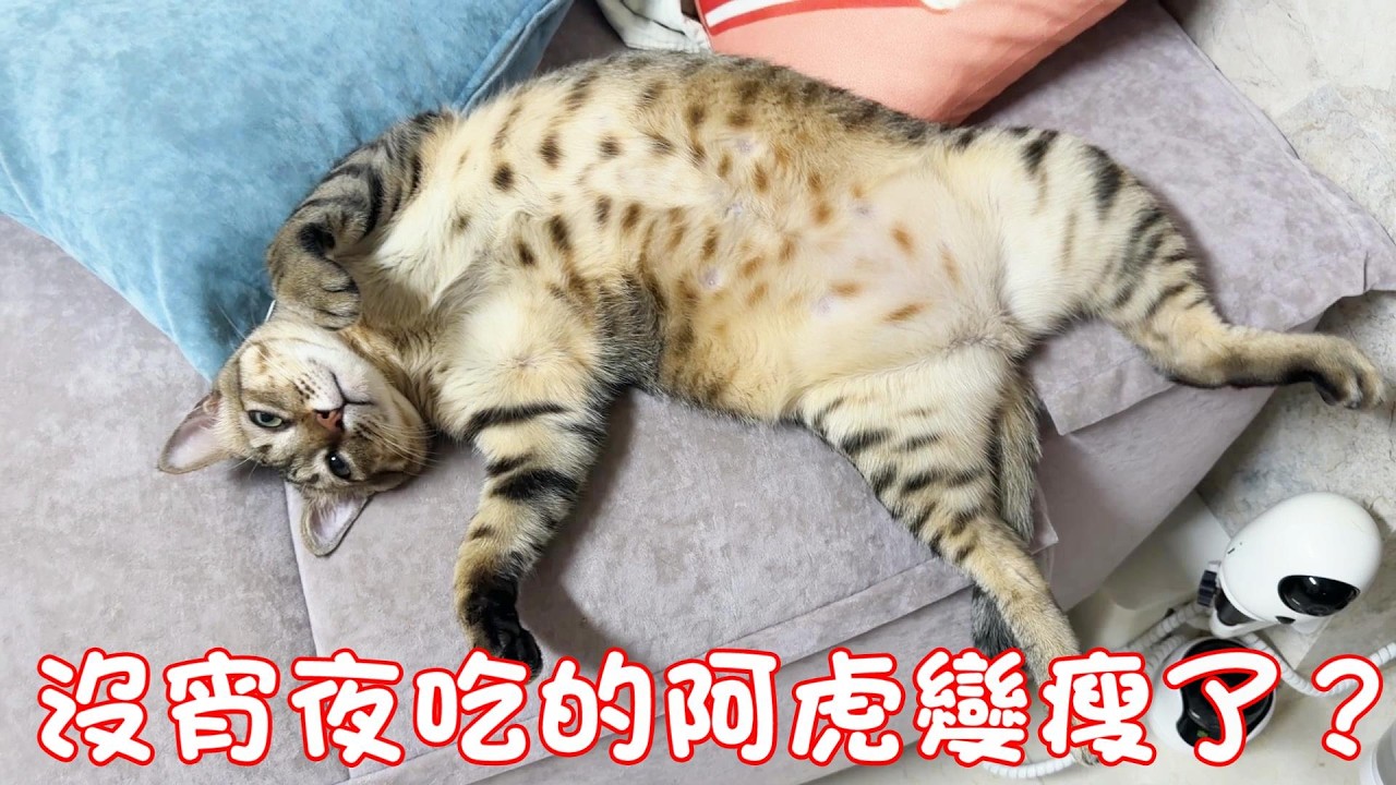 貓咪小短篇-沒宵夜吃的阿虎..變了？
