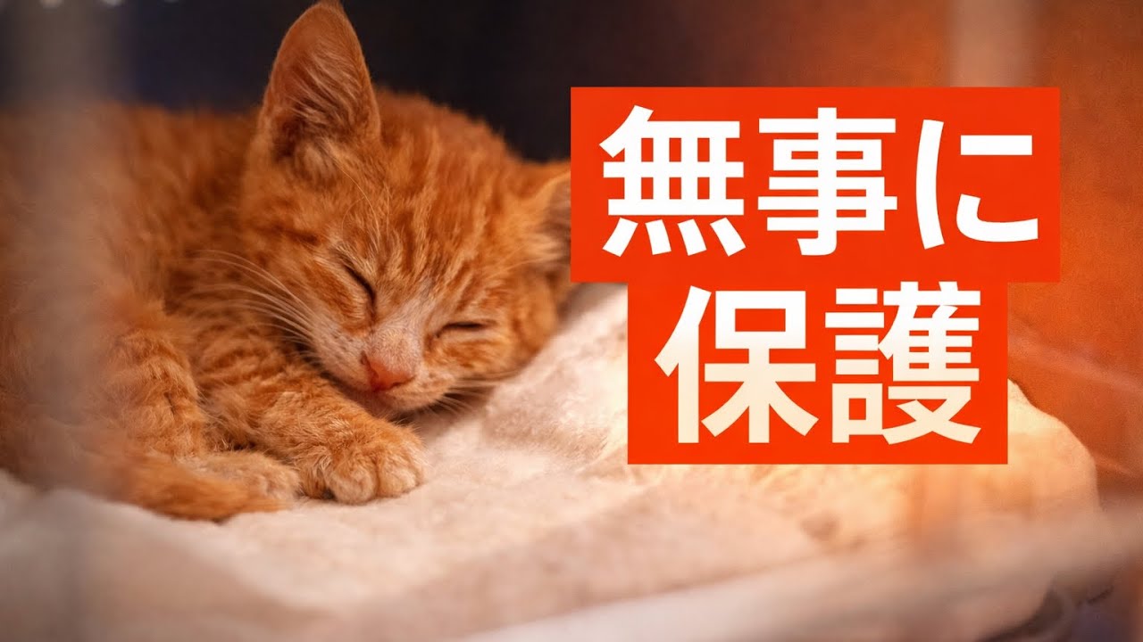 ガリガリの子猫、はじめてのお家へ。無事に保護しました