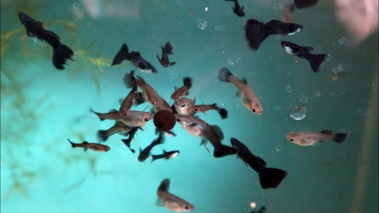 5 tips sa PAGBEBENTA ng GUPPY