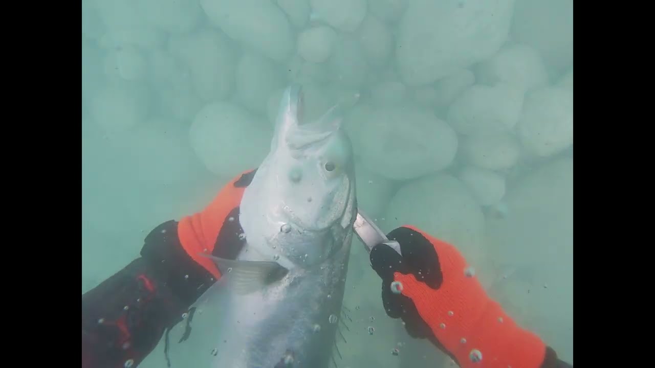 🔱 Shallow spearfishing 🔱 First Catches and Misses of 2026🔱