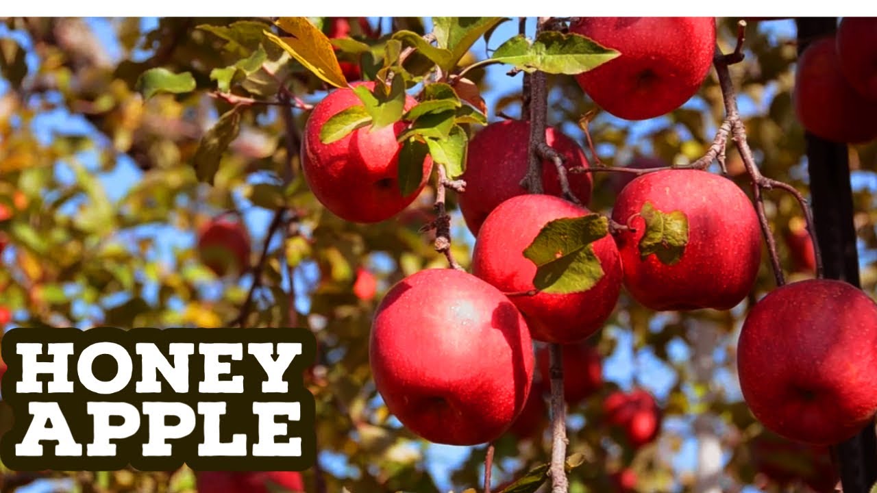 Awesome Honey Apple Farming and Harvest - Most Expensive Apple - Japan Agriculture Technology