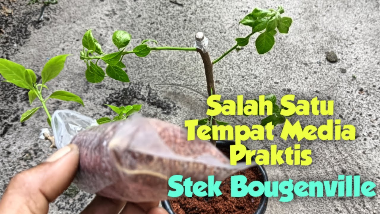 Stek Bougenville Menggunakan Tempat Media Plastik Es
