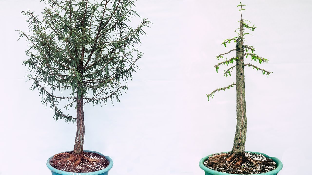 Del Vivero a Bonsai - Ahuehuete - Duro de Matar