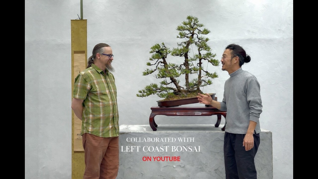 [bonsai ajisawa] styling a Japanese black pine with left coast bonsai. collaborate demo & interview.