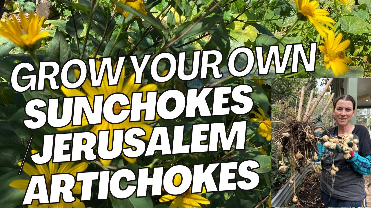 Growing SUNCHOKES / JERUSALEM ARTICHOKES from planting to harvest - 9 months in the making