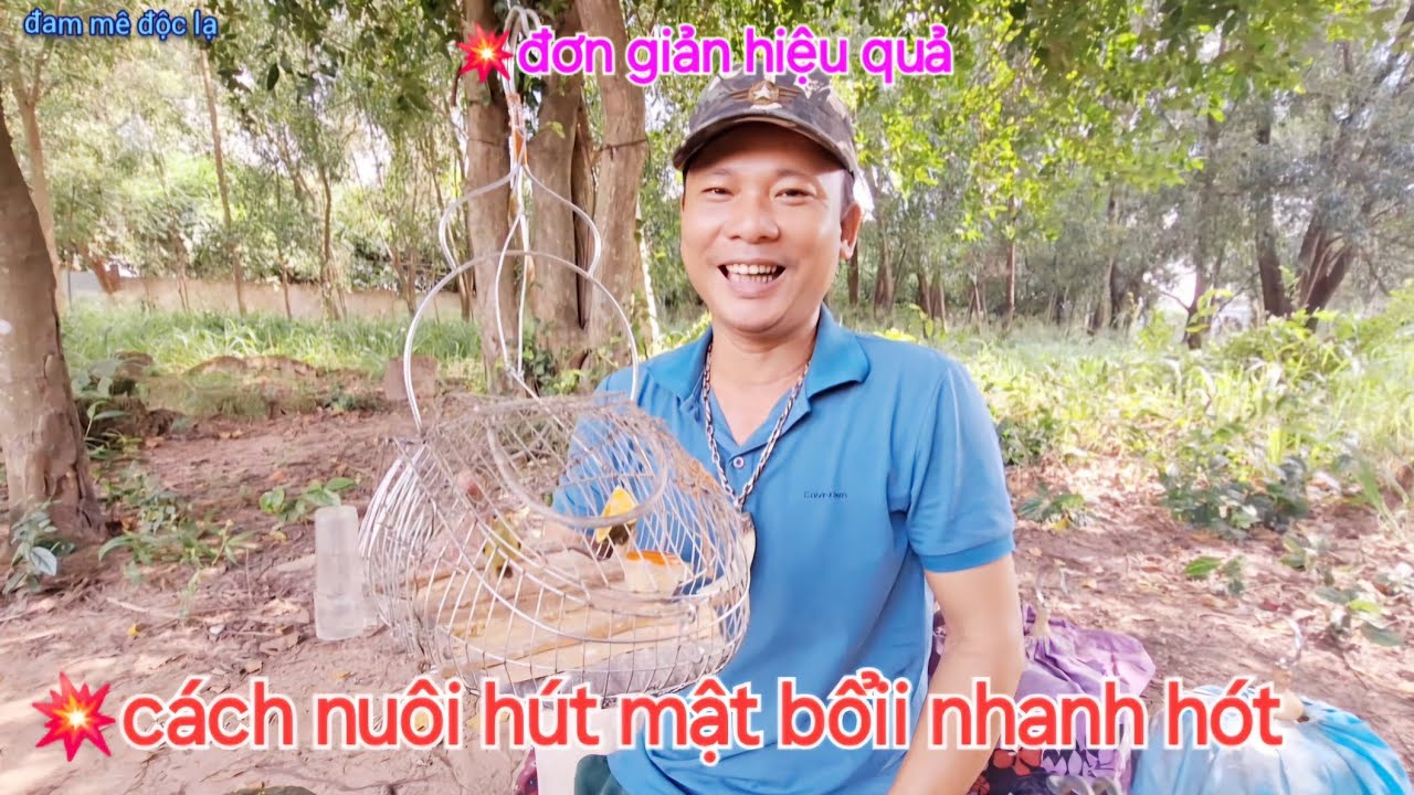 Cách Nuôi Hút Mật Bổi Nhanh Hót Đơn Giản Nhất | đam mê độc lạ