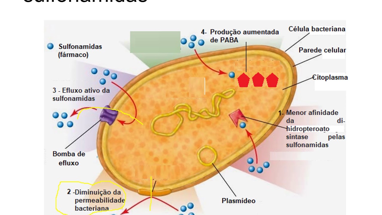 Antimicrobiano - Sulfas