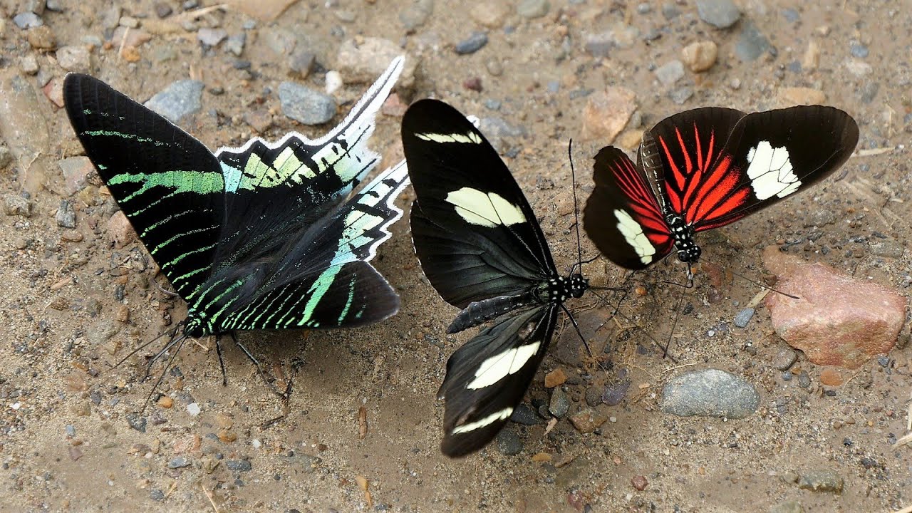 Butterflies in 4K Yungas