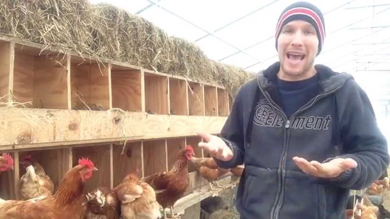 Nesting boxes for chickens