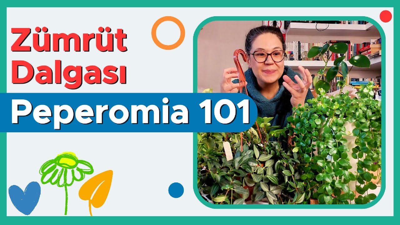 Peperomia / Zümrüt Dalgası Bakımı Nasıl Yapılır?