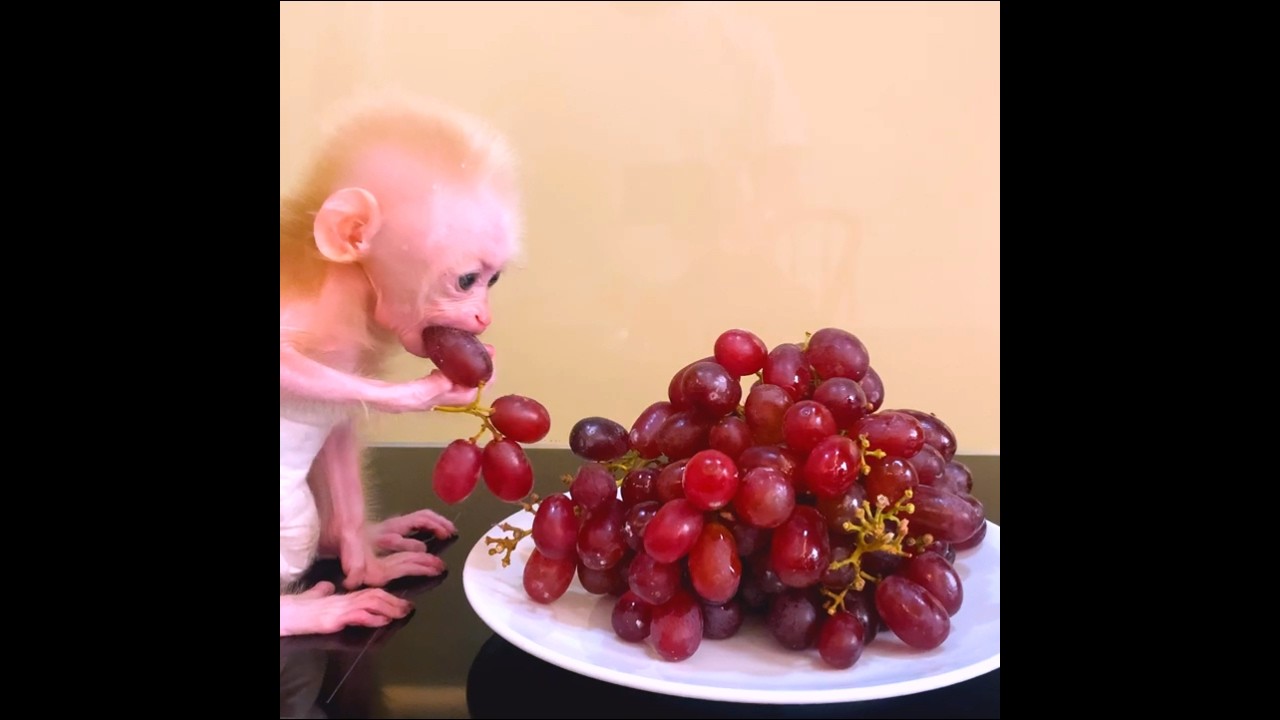 Intelligent Newborn Baby Is eating fruit So Very Delicious