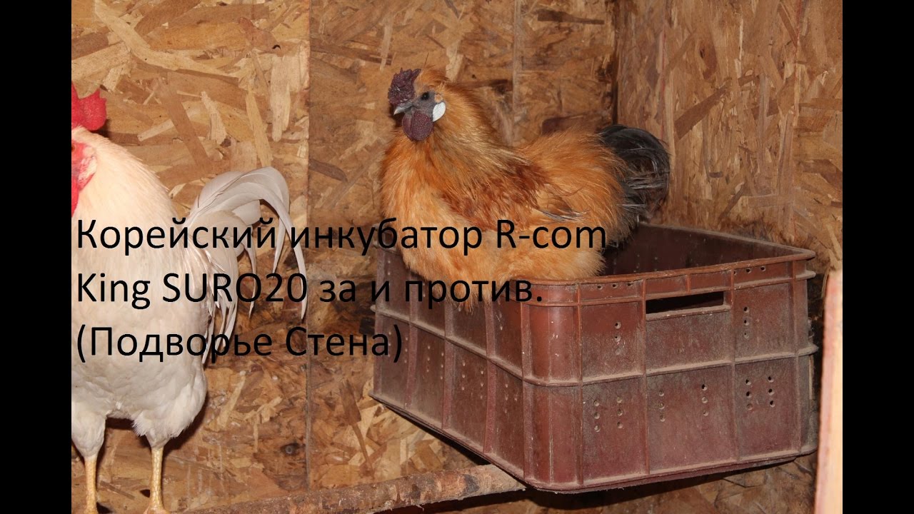 Корейский инкубатор R-com King SURO20 за и против. (Подворье Стена)