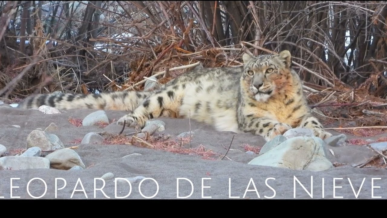 Leopardo de las Nieves
