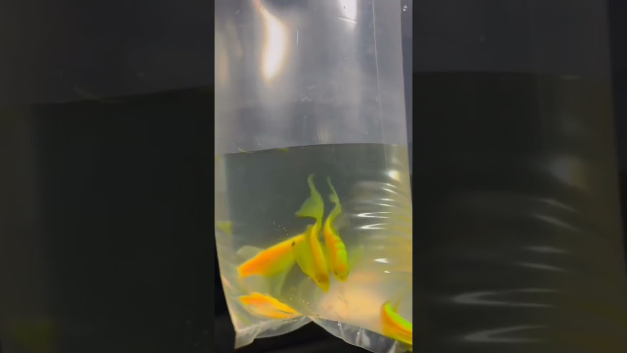 J. J FISH CARE AND BREEDING SETUP