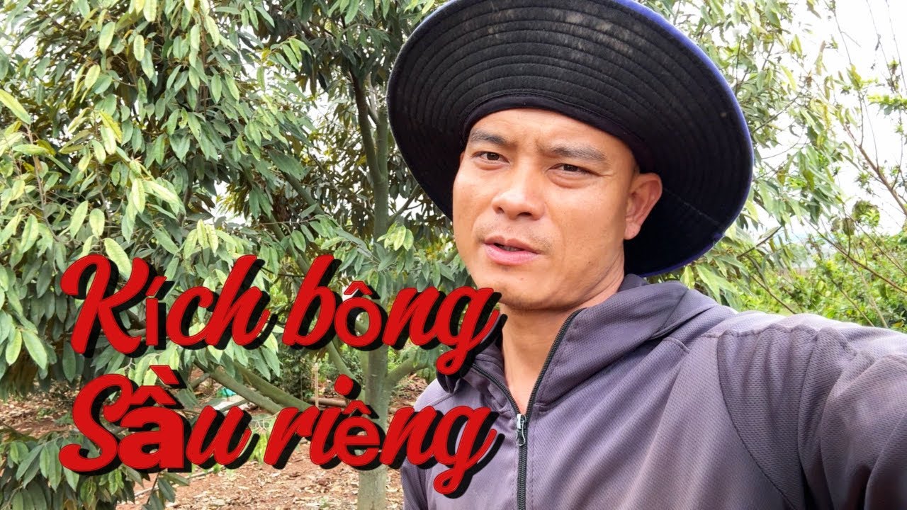 Cách làm hoa cho cây sầu riêng ra hoa đồng loạt và sai hoa.