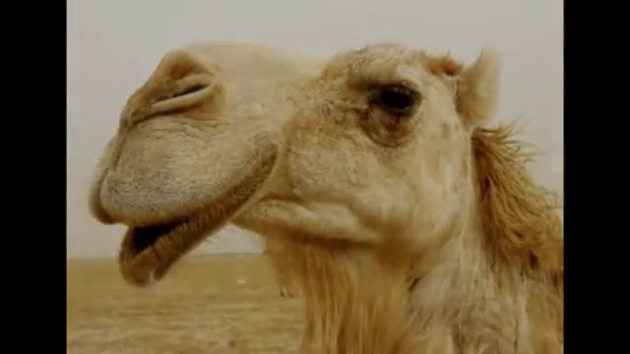 You won't get to heaven on the back of a camel