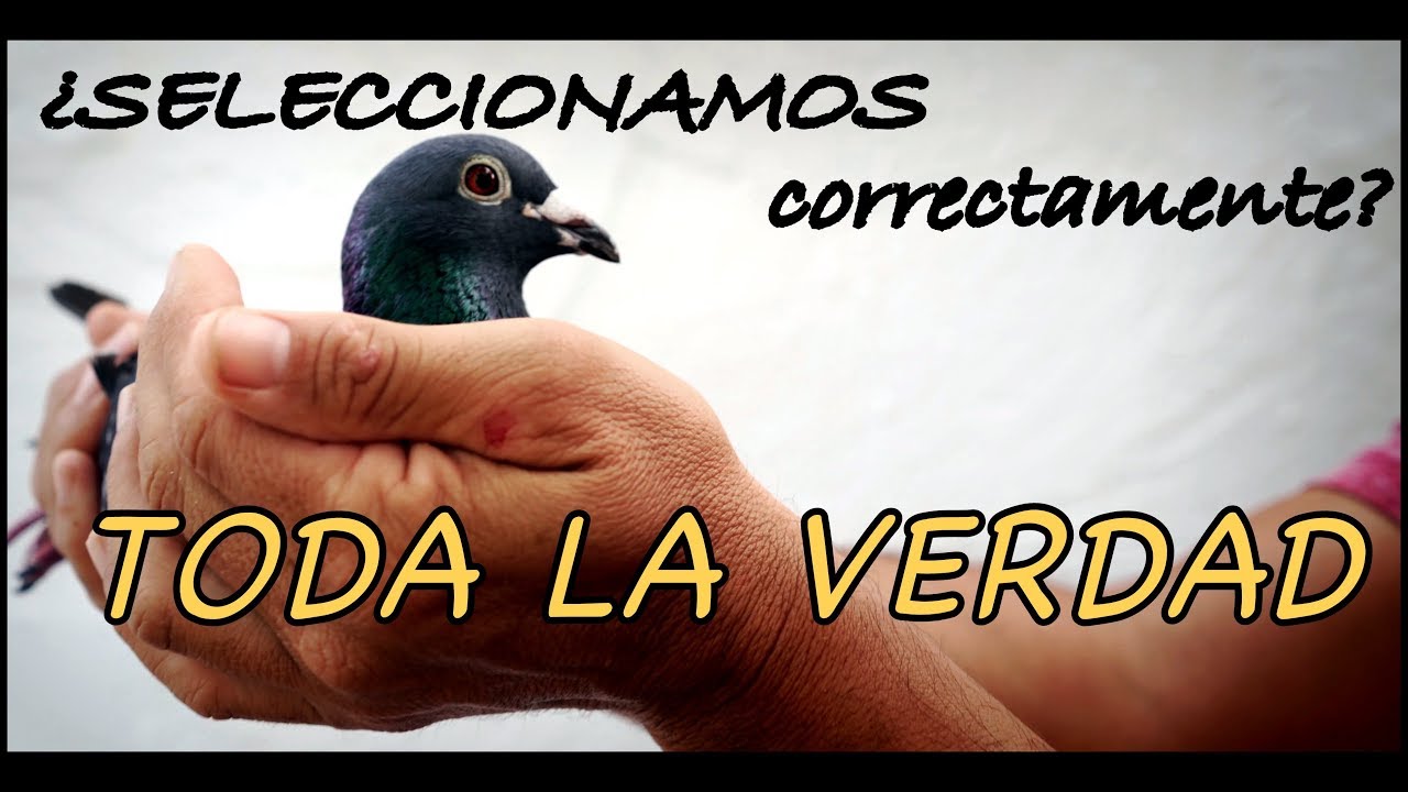 Palomas mensajeras & Colombofília. LA SELECCION 1º PARTE.