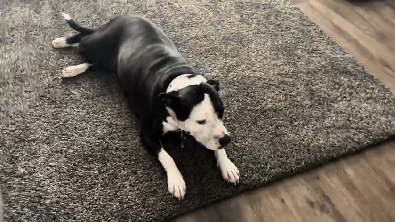 Happy Dance for treats 😂🐶”