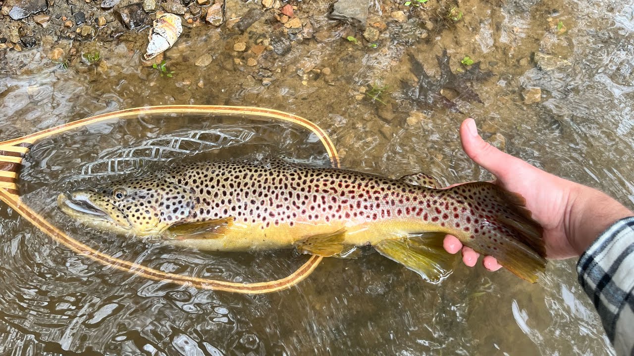 Unbelievable multi species action at Yellow creek trout club! PA trout fishing 2024