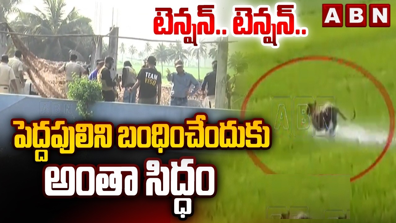 టెన్షన్.. టెన్షన్.. పెద్దపులిని బంధించేందుకు అంతా సిద్ధం | East Godavari Tiger Updates | ABN