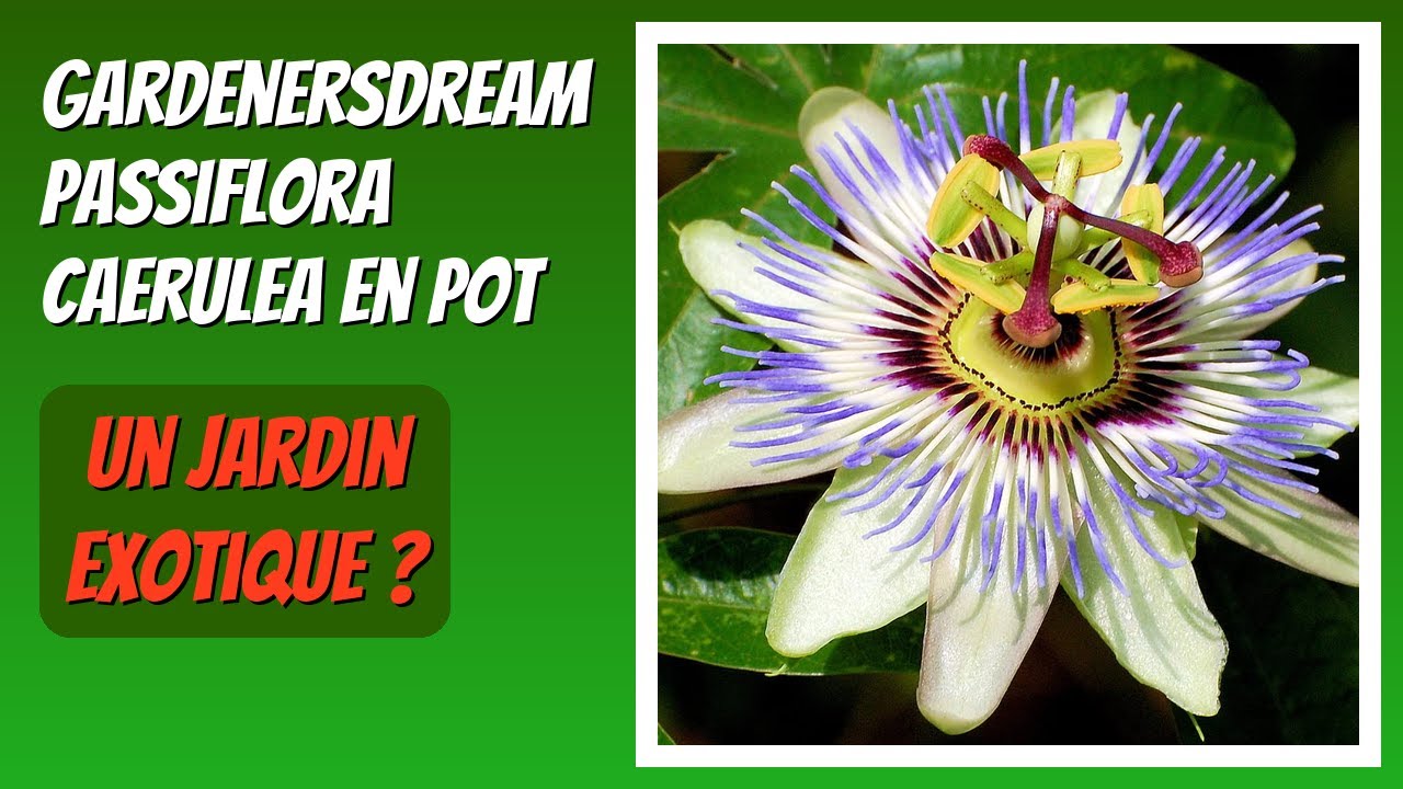 AVIS (2026) : GardenersDream Passiflora Caerulea en pot. DÉTAILS