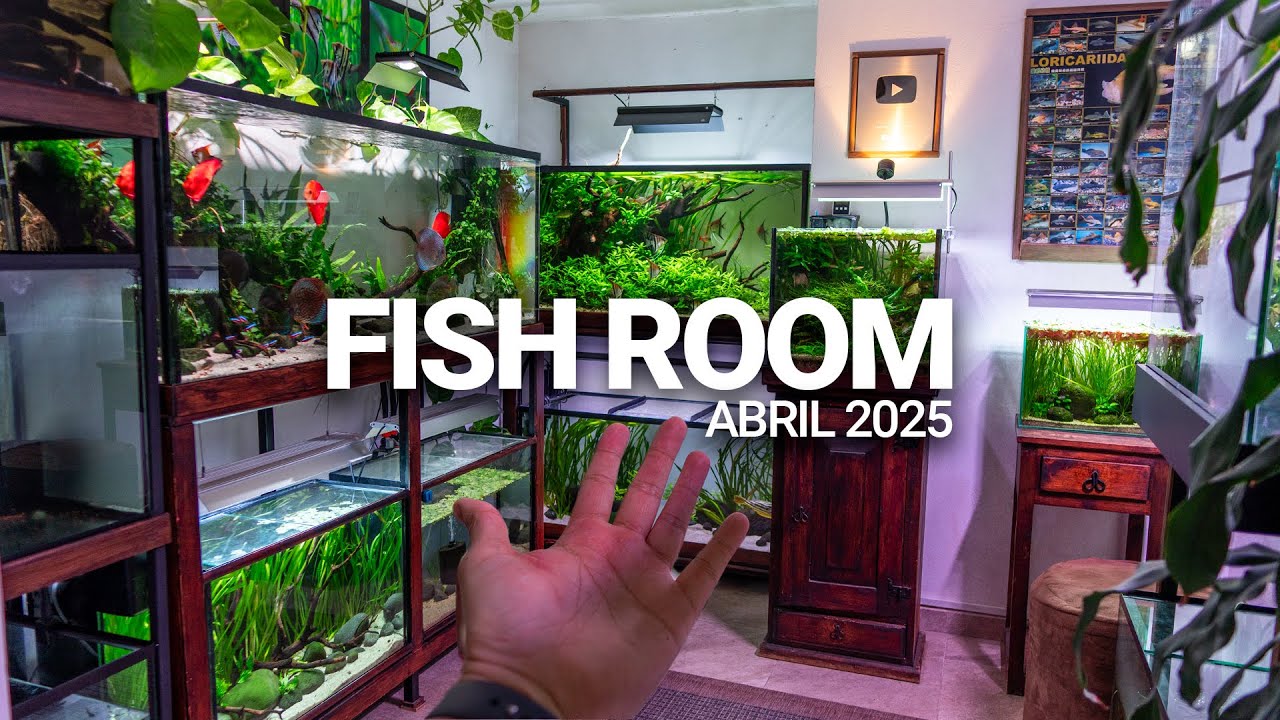 Ya tenemos 22 ACUARIOS en el FISH ROOM | Tour Abril 2025