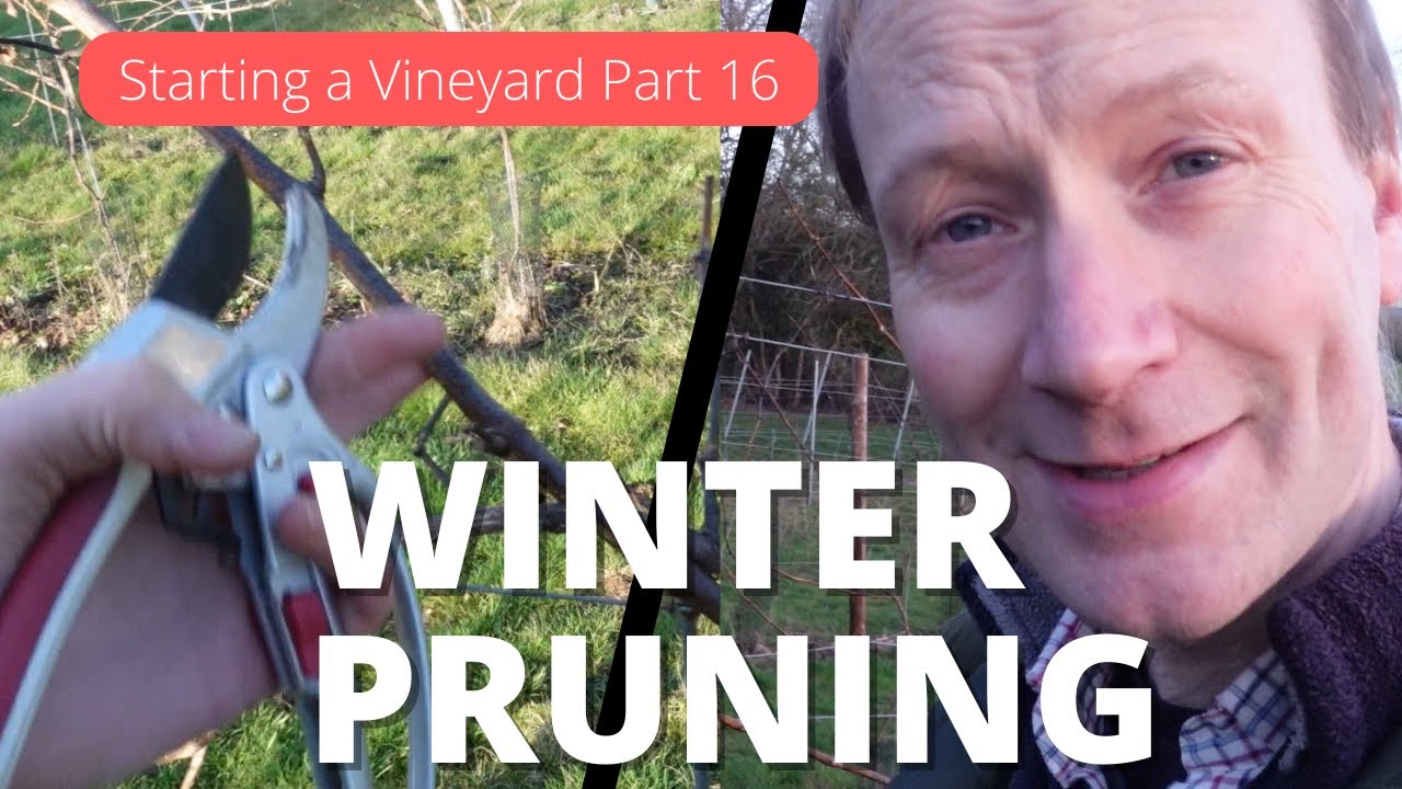How to Start a Vineyard Part 16 - Winter Grape Pruning Double Guyot method. Good, Bad and the Ugly