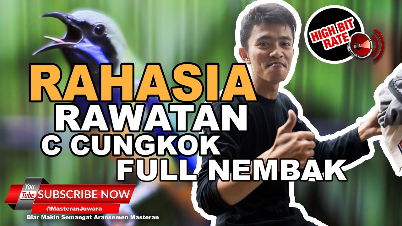 🔴Rahasia Rawatan Cucak Cungkok Gacor Full Nembak Oleh Perawat Om Adit @SerbaKicau91  Channel