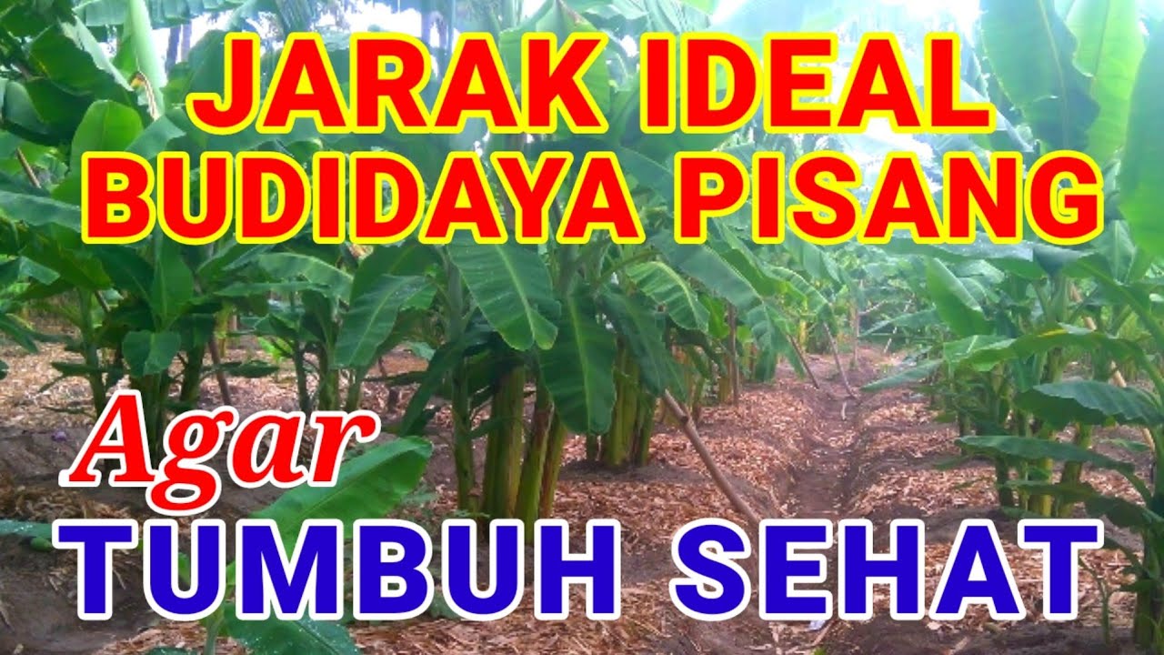 Jarak Ideal Budidaya Tanaman Pisang Agar Pertumbuhannya Baik Dan Sehat