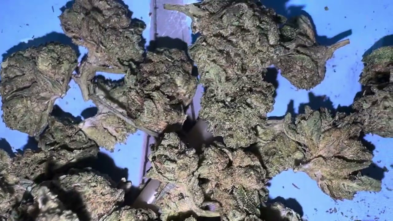 Biscotti Greenhouse High THCA Micro Smalls Honest Review: $30 Zip &ndash; Is It Worth It? |  thca king