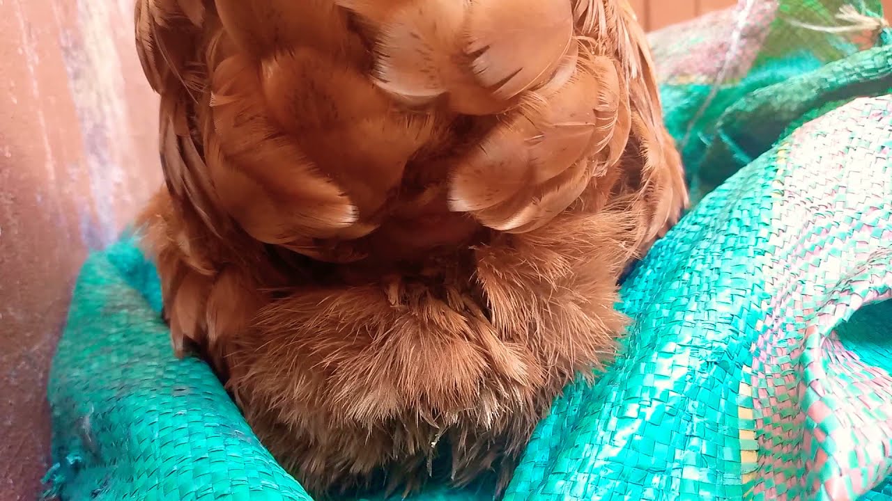 Chicken laying a large egg😲