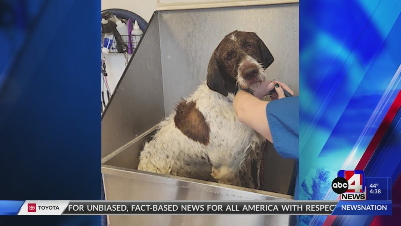 Lost dog rescued after falling into filthy hole in Ogden warehouse