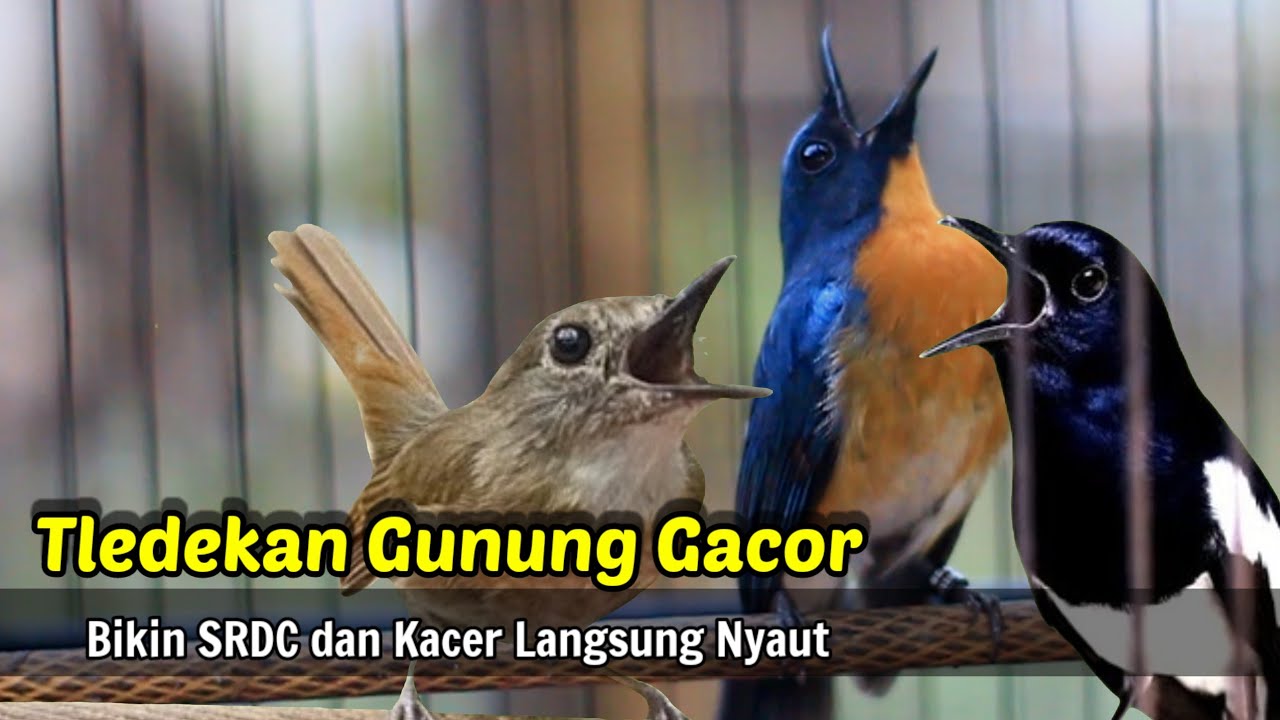 TLEDEKAN GUNUNG KACER DAN SRDC BAKAL NYAUT DENGAR INI
